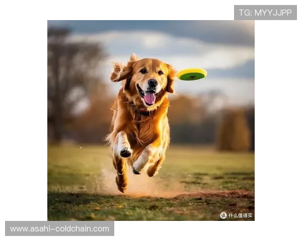 飞盘世界的追逐与梦想：吴强的飞盘生涯对话录